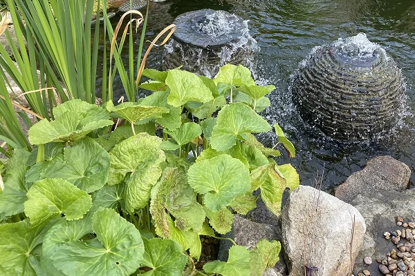 About Olympian Water Gardens