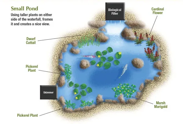 7 Tips for Planting Your Pond