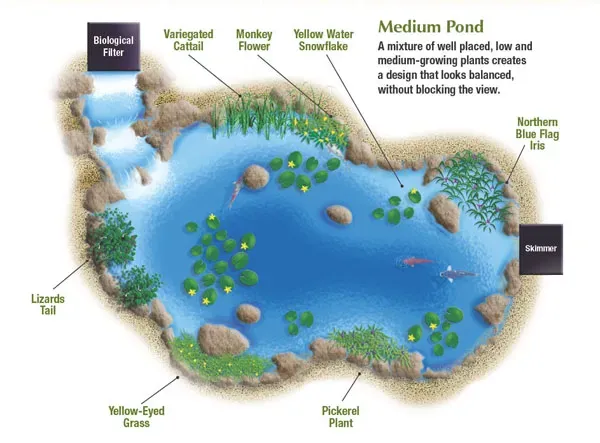 7 Tips for Planting Your Pond