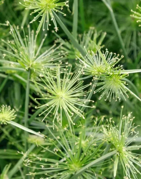 Aquatic Plants for small wildlife Ponds