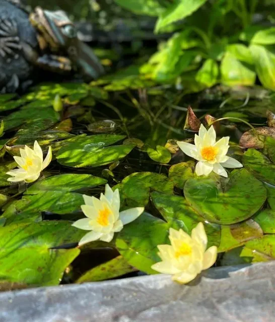 Aquatic Plants for small wildlife Ponds