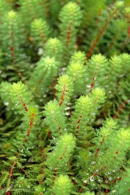 Aquatic Plants for small wildlife Ponds