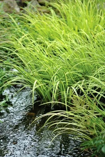 Aquatic Plants for small wildlife Ponds