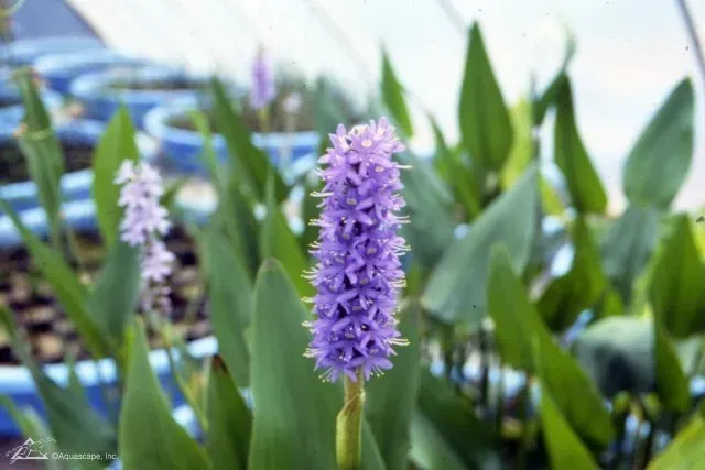 Aquatic Plants for small wildlife Ponds