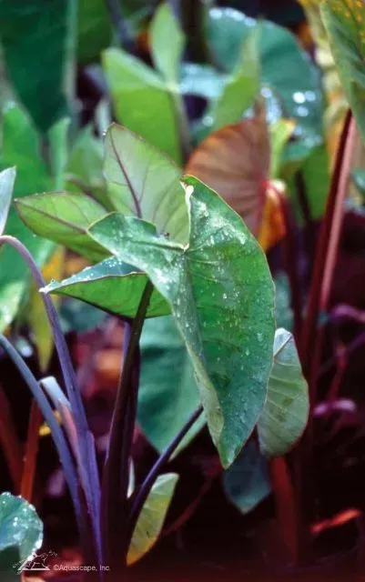 Aquatic Plants for small wildlife Ponds