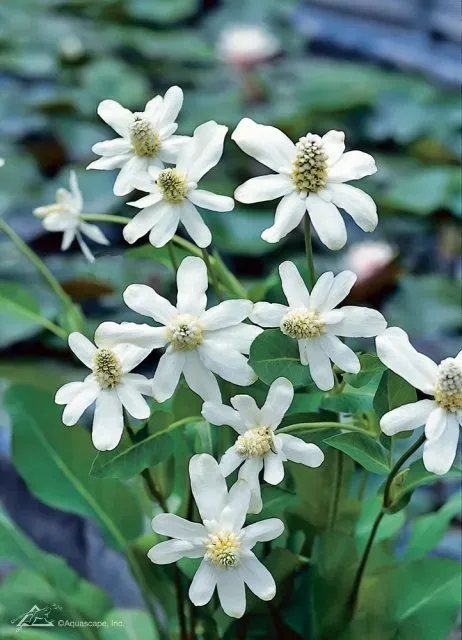 Aquatic Plants for small wildlife Ponds