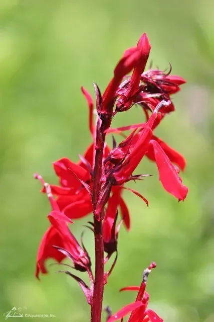Aquatic Plants for small wildlife Ponds
