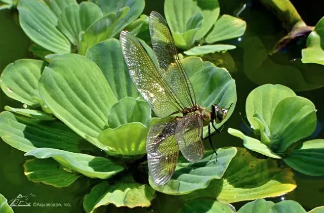 Aquatic Plants for small wildlife Ponds
