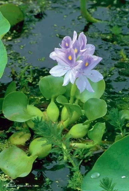Aquatic Plants for small wildlife Ponds