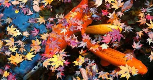 Removing autumn leaves from a pond