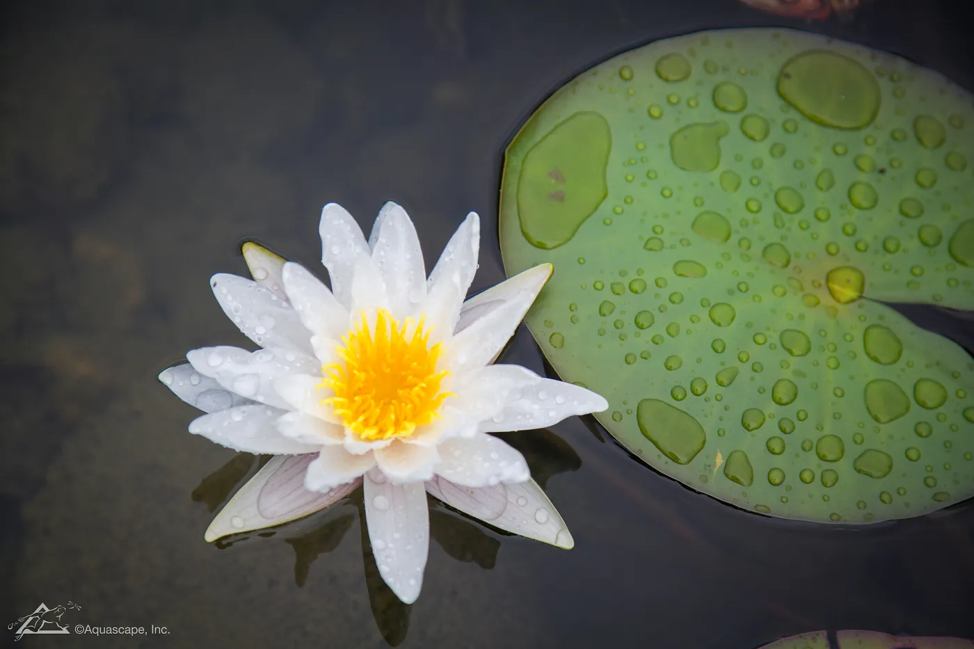 Pond pump and filtration maintenance