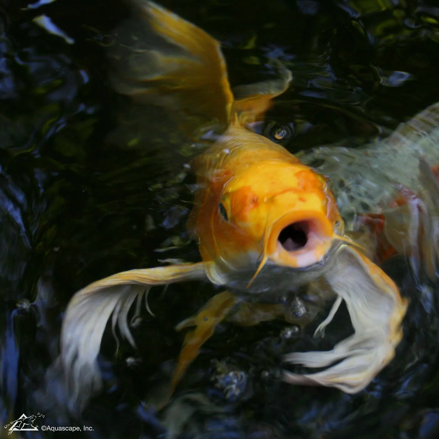 Pond plants and fish during autumn