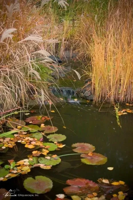 Autumn Pond Maintenance: Tips to Keep Your Water Clear
