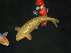 Chagoi Koi — Mr. Personality