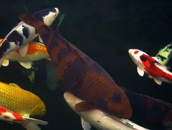 Chagoi Koi — Mr. Personality