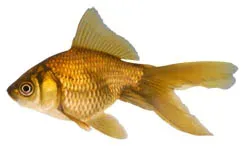 Discover the Colorful World of Pond Fish: Beyond Koi