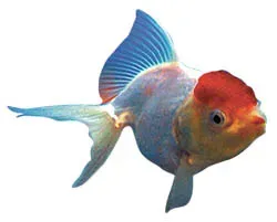 Discover the Colorful World of Pond Fish: Beyond Koi