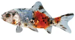Discover the Colorful World of Pond Fish: Beyond Koi