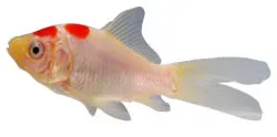 Discover the Colorful World of Pond Fish: Beyond Koi