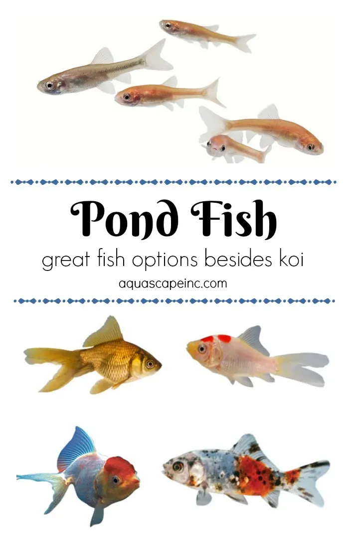 Discover the Colorful World of Pond Fish: Beyond Koi
