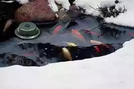 Do fish hibernate in the winter months?