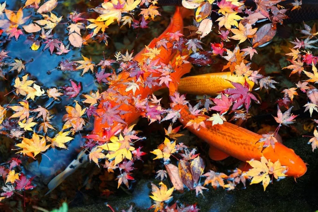 End of Summer → Pre-Autumn Pond & Water Feature Maintenance