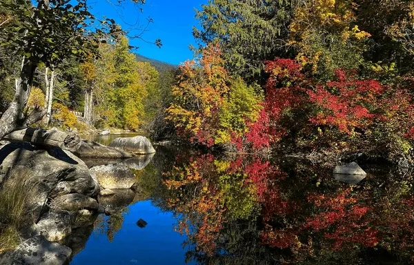 End of Summer → Pre-Autumn Pond & Water Feature Maintenance.