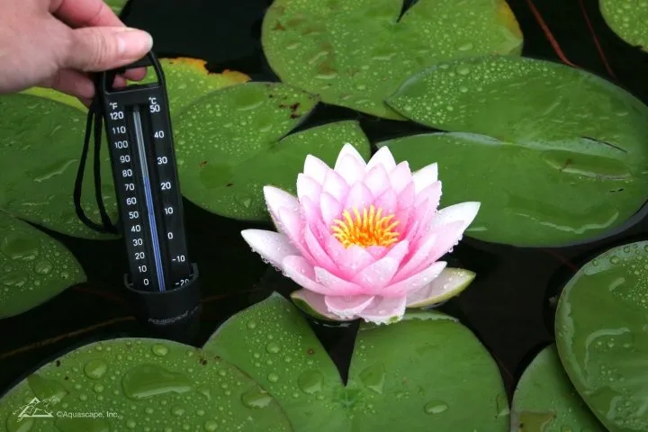 Essential Late Summer Pond Care: Tips for a Healthy Ecosystem