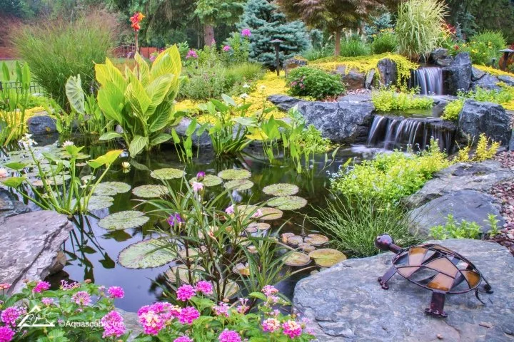 Essential Late Summer Pond Care: Tips for a Healthy Ecosystem