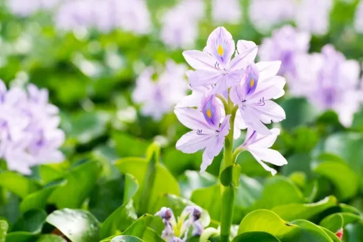 Floating Pond Plants: Nature’s Waterborne Wonders
