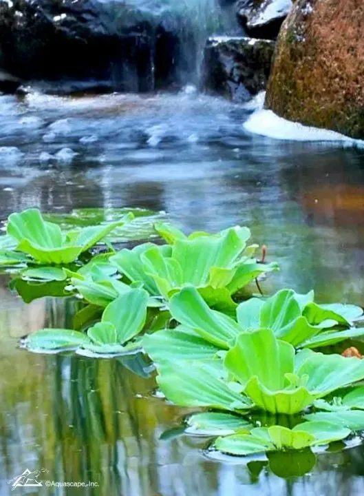 Floating Pond Plants: Nature’s Waterborne Wonders