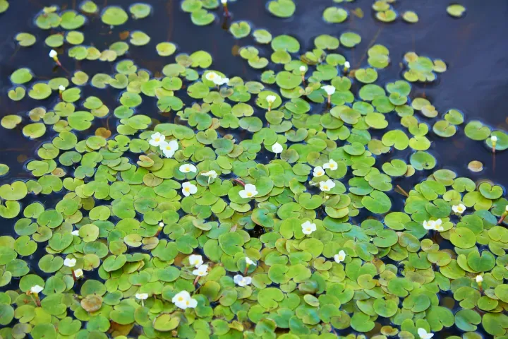 Floating Pond Plants: Nature’s Waterborne Wonders