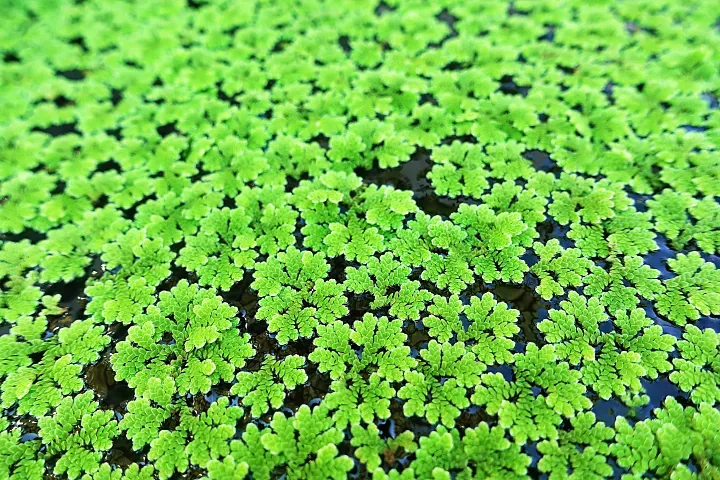 Floating Pond Plants: Nature’s Waterborne Wonders
