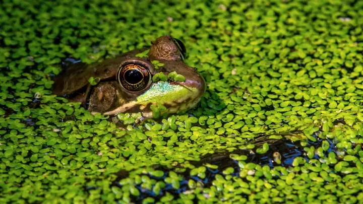Floating Pond Plants: Nature’s Waterborne Wonders