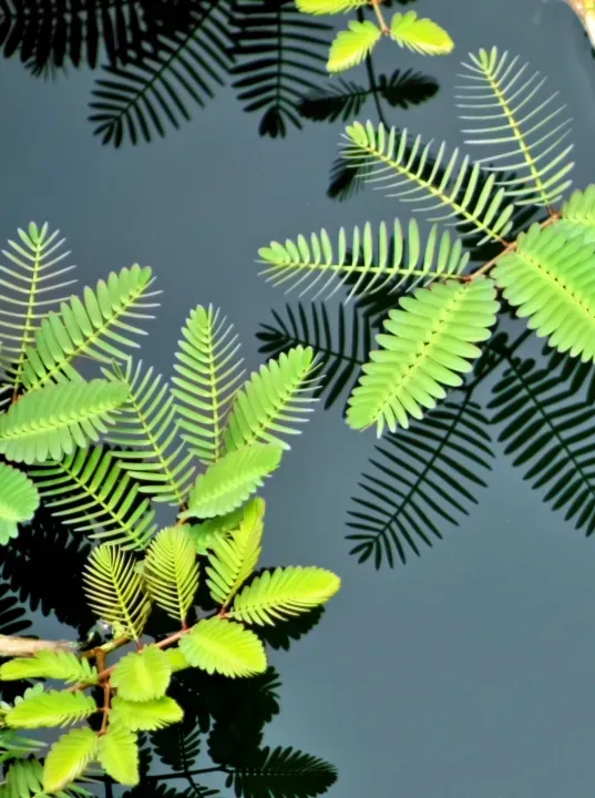 Floating Pond Plants: Nature’s Waterborne Wonders