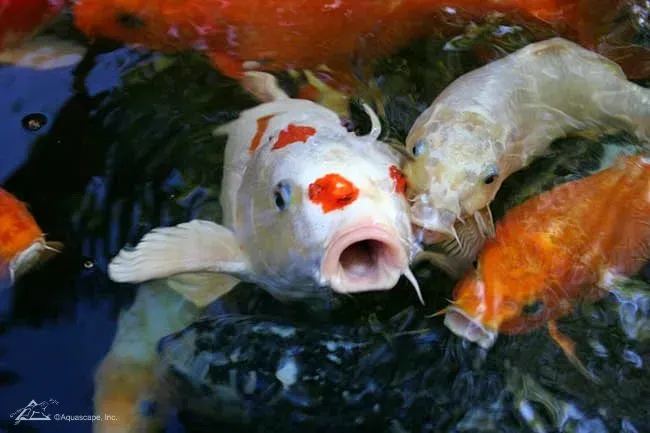 Fun Facts You Might Not Know About Koi