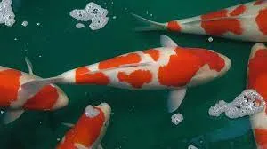 How to Care for Koi in Spring