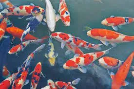 How to Care for Koi in Spring: What You Need to Know