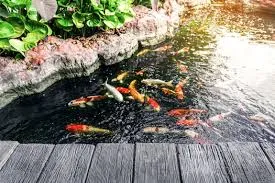 How to Care for Koi in Spring: What You Need to Know