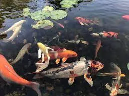 How to Care for Koi in Spring: What You Need to Know