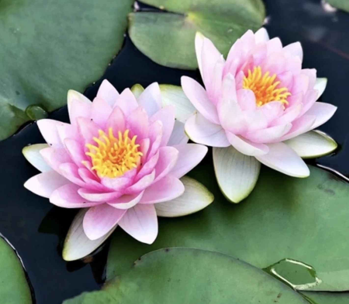 How to Grow Water Lilies