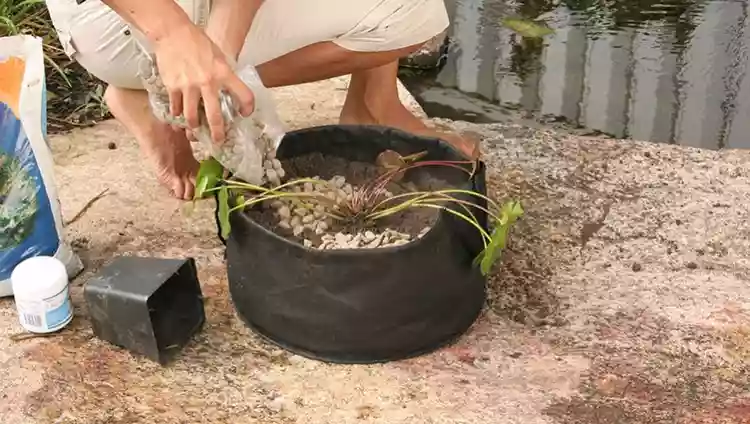 How to Grow Water Lilies