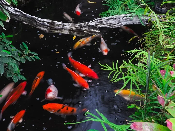 How to Interpret Fish Body Language: Is It Good or Bad?