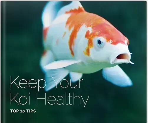 How to Interpret Fish Body Language: Is It Good or Bad?