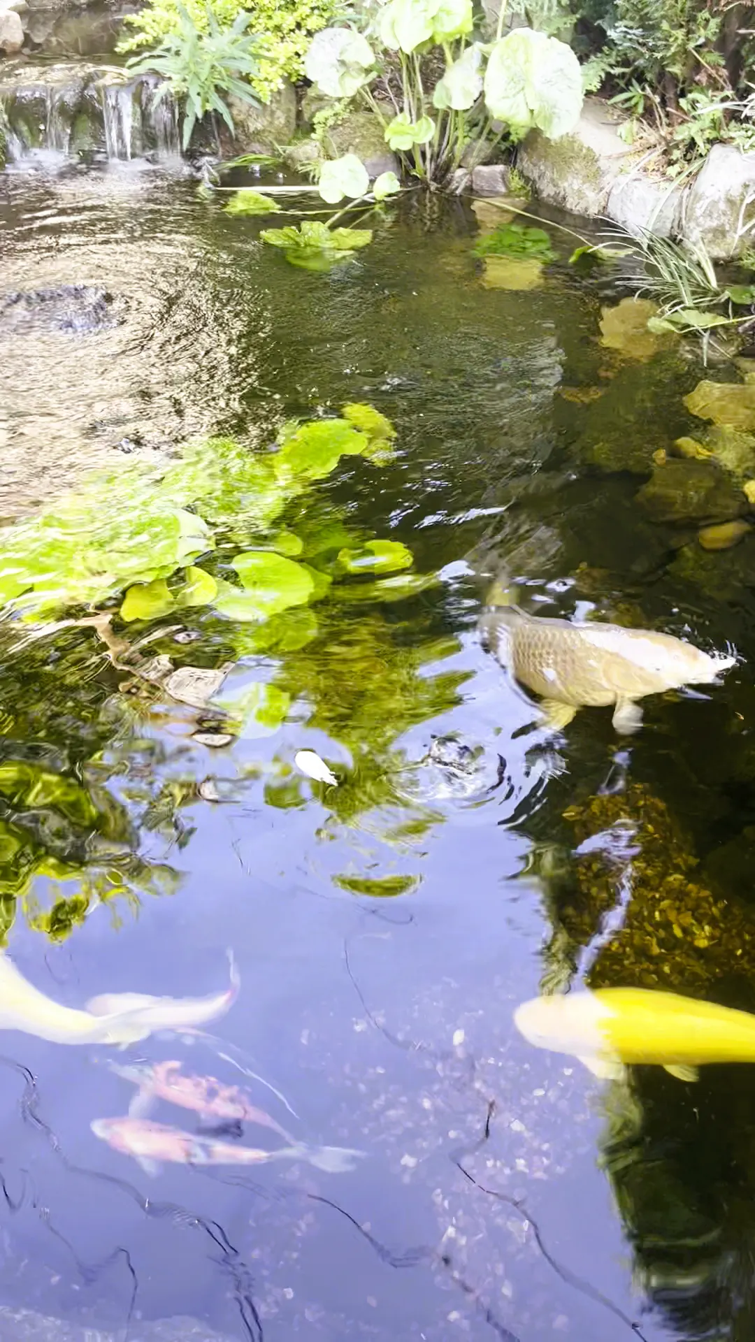 Koi pond in summer sun with fish near the surface