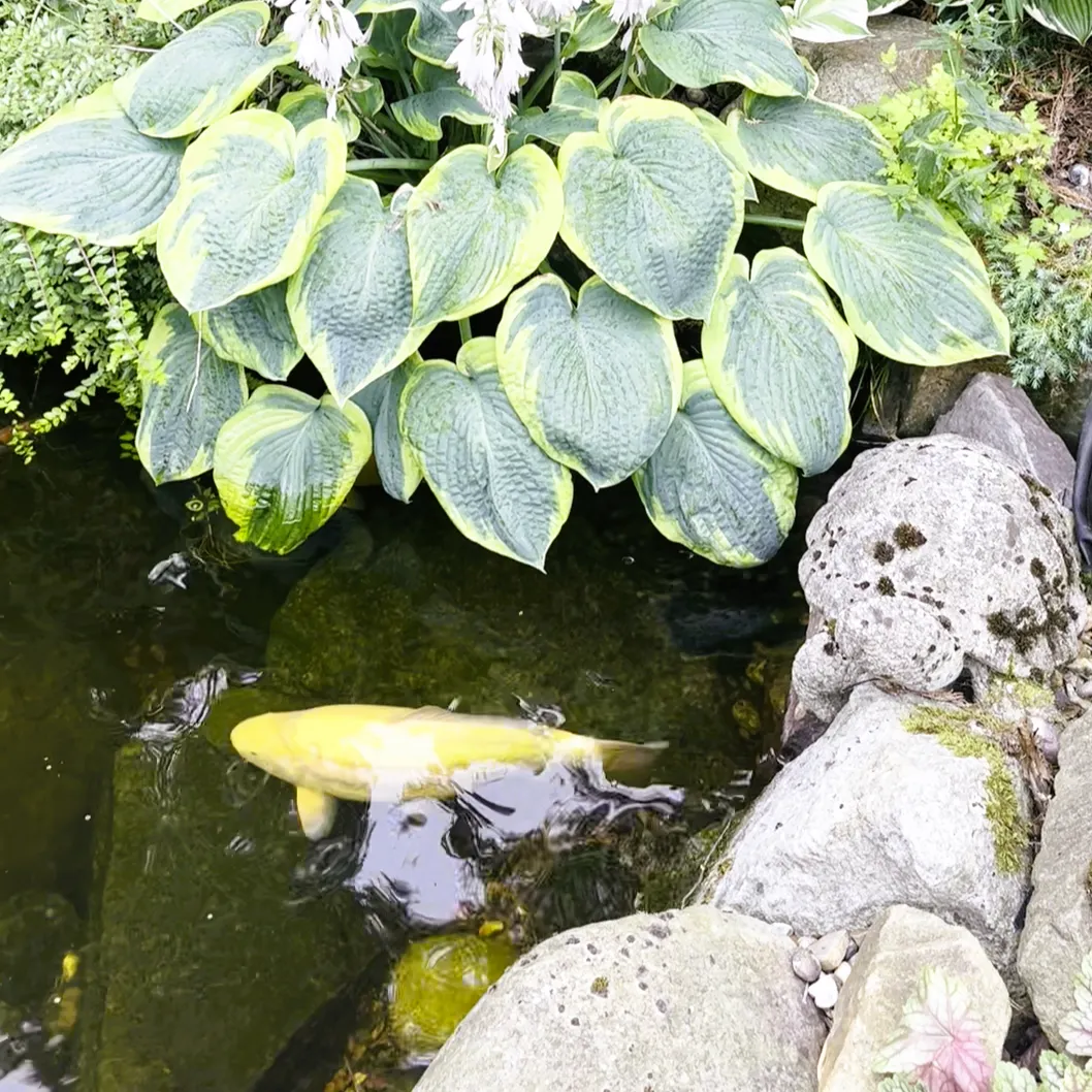 Shaded pond with koi and surrounding planting
