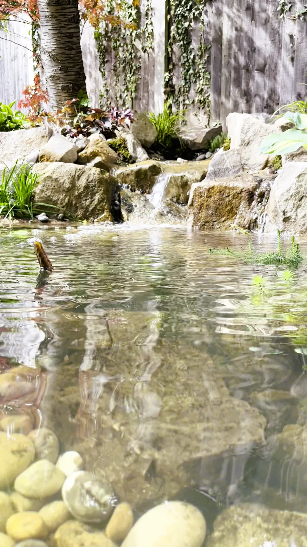 Clear garden pond with waterfall circulation during summer