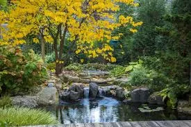 Keep Your Pond Healthy This Autumn with Aquascape Cold Water Beneficial Bacteria