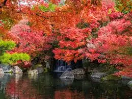 Keep Your Pond Healthy This Autumn with Aquascape Cold Water Beneficial Bacteria