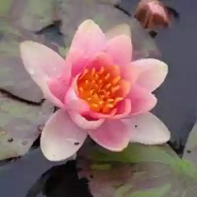 Pond plant care, get ready for winter!